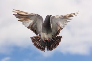 galamb repül széttárt szárnyakkal