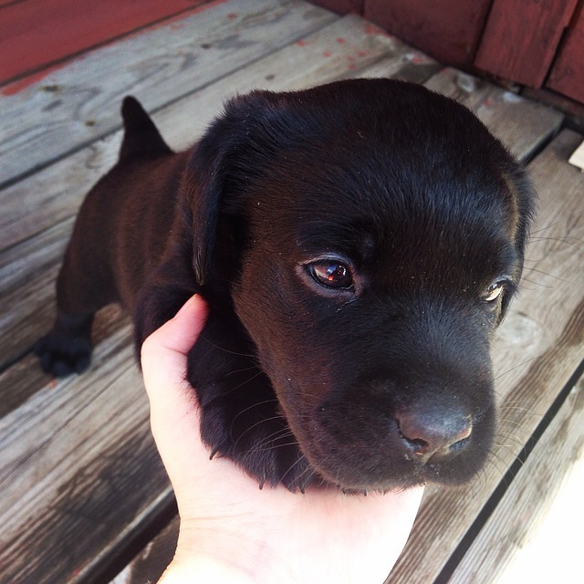 Fekete labrador kölyök kézhez tartja a fejét