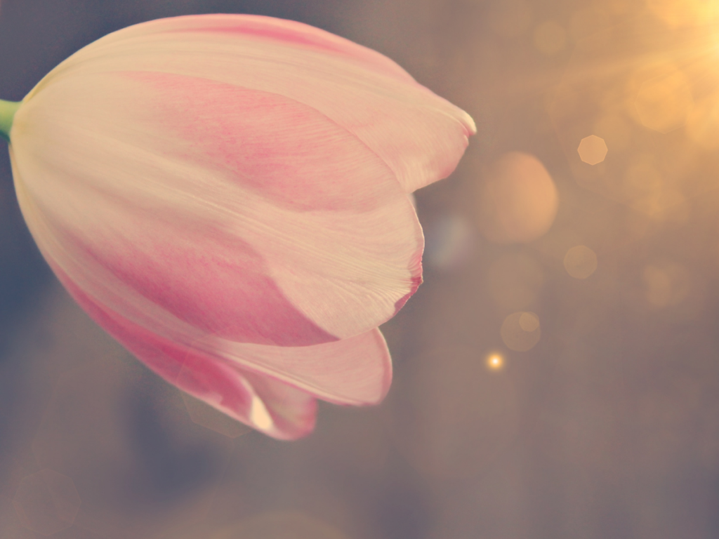 rózsaszín tulipán fej, macro, besüt a nap, arany árnyalatok