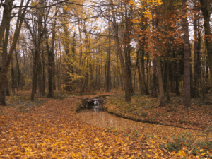 őszi, erdőn keresztül folyik át egy folyó, tele van a talaj levelekkel, nem süt a nap, de szépek a színek
