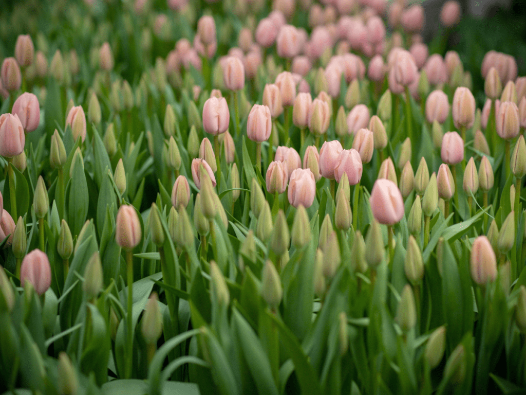 sok halványrózsaszín tulipán közelről a mezőn